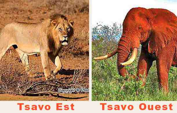 Safaris Tsavo Est et Ouest en Lodge