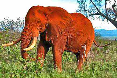 Eléphant rouge - Safaris Tsavo Ouest