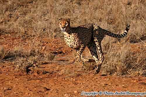 Safaris Tsavo Est et Ouest