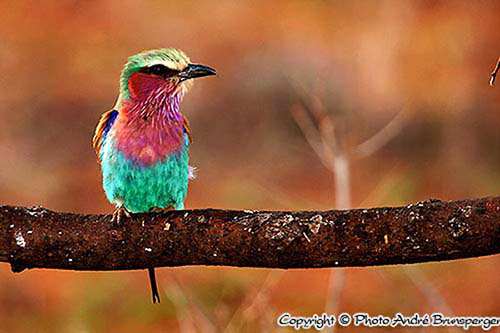 Safaris Tsavo Est et Ouest