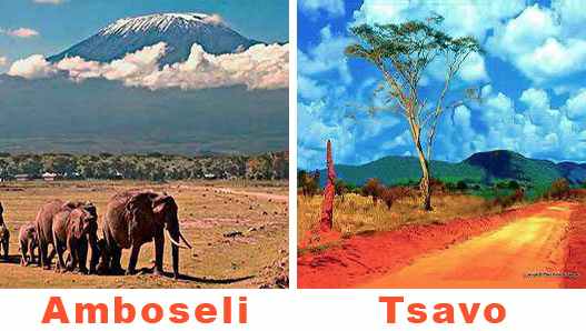 Safari Tsavo Est Ouest Amboseli en camp 4jours de Diani Beach Kenya.